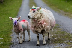 Irland - Dursey Island