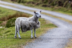 Irland - Dursey Island