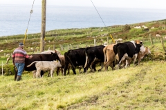 Irland - Dursey Island