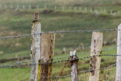 Irland - Dursey Island