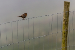 Irland - Dursey Island