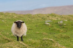 Irland - Dursey Island