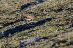 Irland - Dursey Island