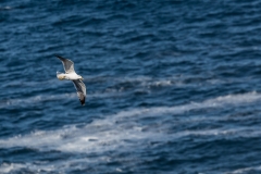 Irland - Dursey Island