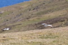 Irland - Dursey Island