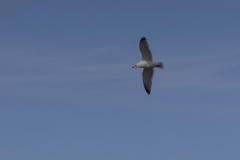 Borkum