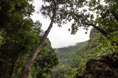 La Palma - Los Tilos