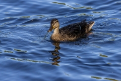 Lingen- Drachenbootregatta