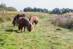 Niederlande - Nationalpark De Alde Feanen