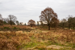 Wahner Heide