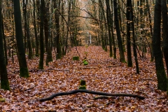 Wahner Heide