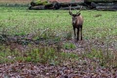 Wahner Heide