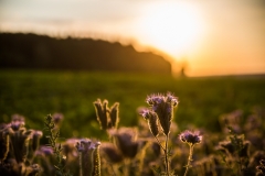 52 Frames - Week 27 - Edited by Someone else (Judith) 52 Frames - Week 27 - Edited by Someone else (Judith)