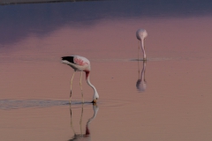 Salar de Atacama (Salzsee) - Chile