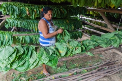Viñales - Cuba Viñales - Cuba