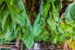 Viñales - Cuba Viñales - Cuba