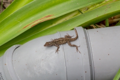 Cayo Levisa - Cuba Cayo Levisa - Cuba