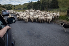 forgotten world highway- Neuseeland forgotten world highway- Neuseeland