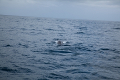 Kaikoura - whale watch - Neuseeland