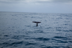 Kaikoura - whale watch - Neuseeland Kaikoura - whale watch - Neuseeland