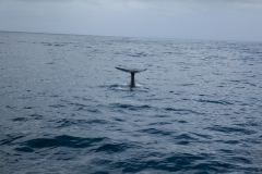 Kaikoura - whale watch - Neuseeland Kaikoura - whale watch - Neuseeland