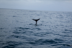 Kaikoura - whale watch - Neuseeland
