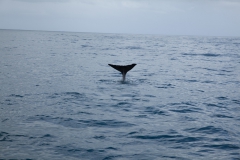 Kaikoura - whale watch - Neuseeland Kaikoura - whale watch - Neuseeland