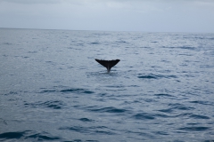 Kaikoura - whale watch - Neuseeland