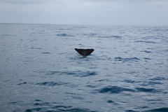 Kaikoura - whale watch - Neuseeland Kaikoura - whale watch - Neuseeland