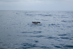 Kaikoura - whale watch - Neuseeland Kaikoura - whale watch - Neuseeland