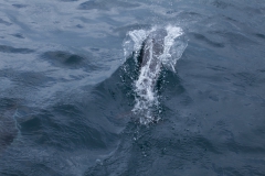 Kaikoura - whale watch - Neuseeland Kaikoura - whale watch - Neuseeland