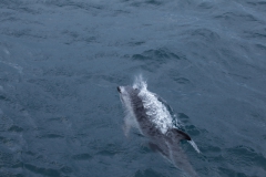 Kaikoura - whale watch - Neuseeland Kaikoura - whale watch - Neuseeland