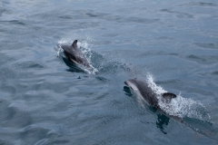 Kaikoura - whale watch - Neuseeland Kaikoura - whale watch - Neuseeland