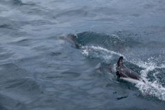 Kaikoura - whale watch - Neuseeland Kaikoura - whale watch - Neuseeland