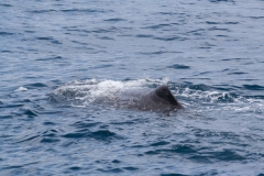 Kaikoura - whale watch - Neuseeland