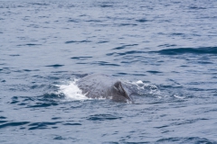 Kaikoura - whale watch - Neuseeland