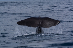 Kaikoura - whale watch - Neuseeland