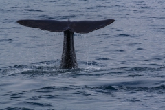Kaikoura - whale watch - Neuseeland
