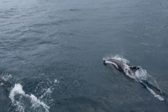 Kaikoura - whale watch - Neuseeland