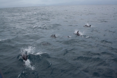 Kaikoura - whale watch - Neuseeland Kaikoura - whale watch - Neuseeland