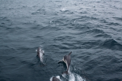 Kaikoura - whale watch - Neuseeland Kaikoura - whale watch - Neuseeland