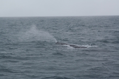 Kaikoura - whale watch - Neuseeland