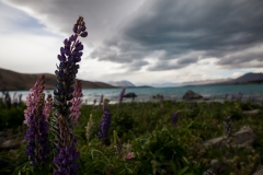 Tekapo - Südinsel - Neuseeland Tekapo - Südinsel - Neuseeland