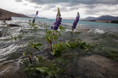 Tekapo - Südinsel - Neuseeland Tekapo - Südinsel - Neuseeland