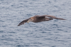 Mit der Ocean Diamond zu den Falklandinseln