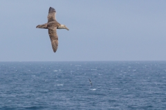 Mit der Ocean Diamond zu den Falklandinseln