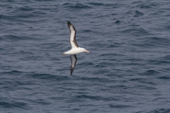Mit der Ocean Diamond zu den Falklandinseln