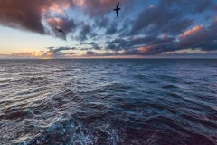 Mit der Ocean Diamond zu den Falklandinseln