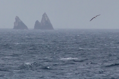 Mit der Ocean Diamond von den  Falklandinseln nach Südgeorgien