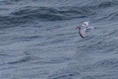 Mit der Ocean Diamond von den  Falklandinseln nach Südgeorgien